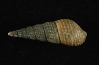 藏品(結節蜷)的圖片